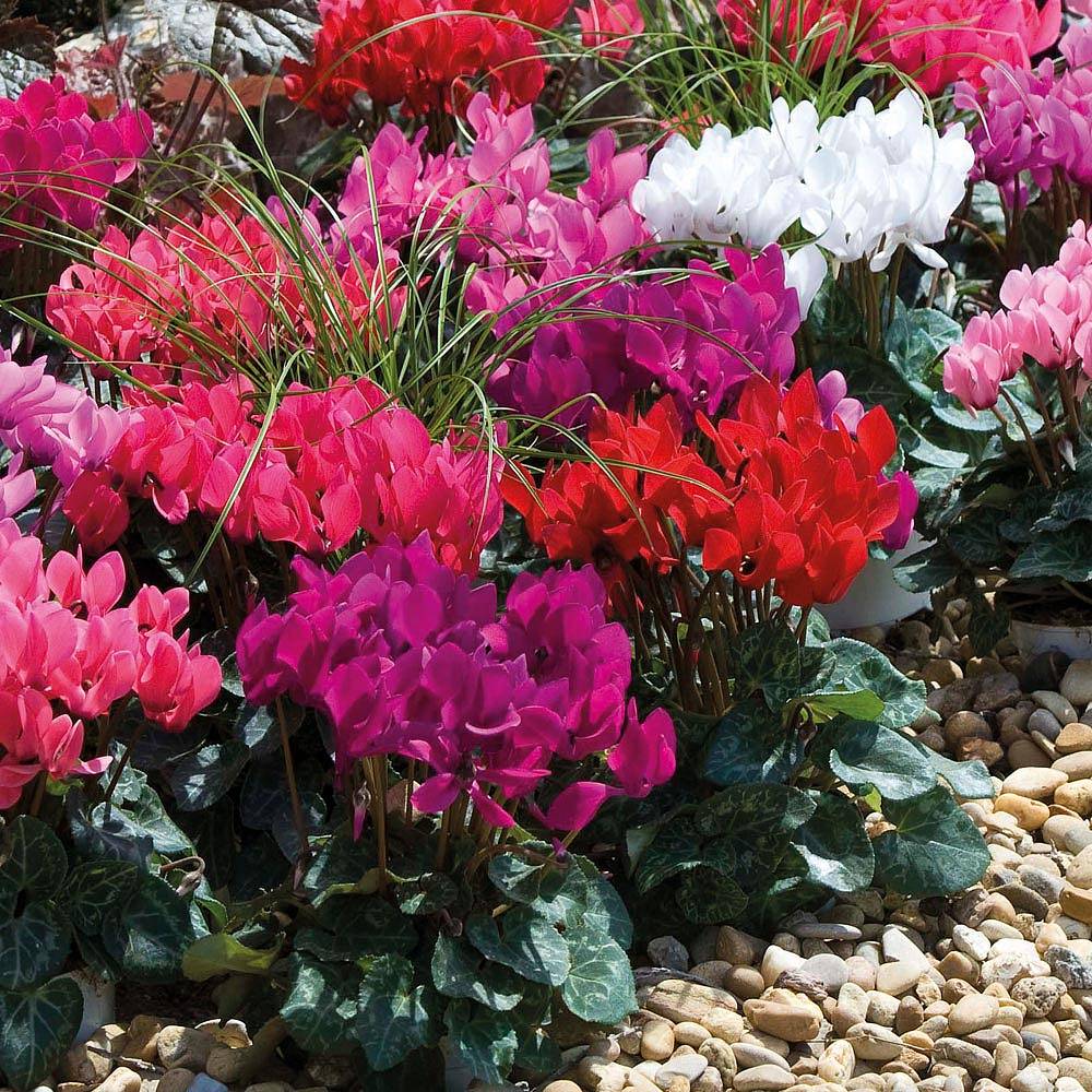 Cyclamen 'Smartiz Mix' (Garden Ready) | Van Meuwen