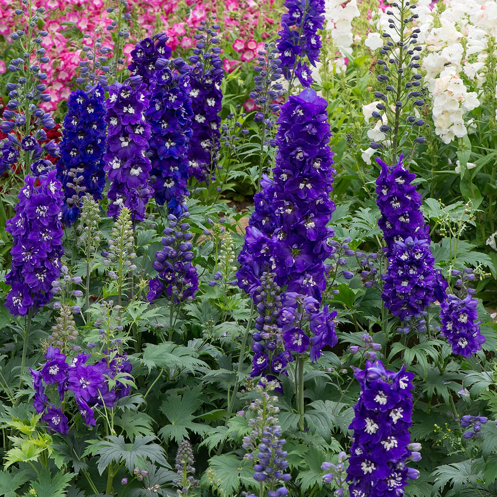 Delphinium 'Dark Blue & White Bee' | Van Meuwen