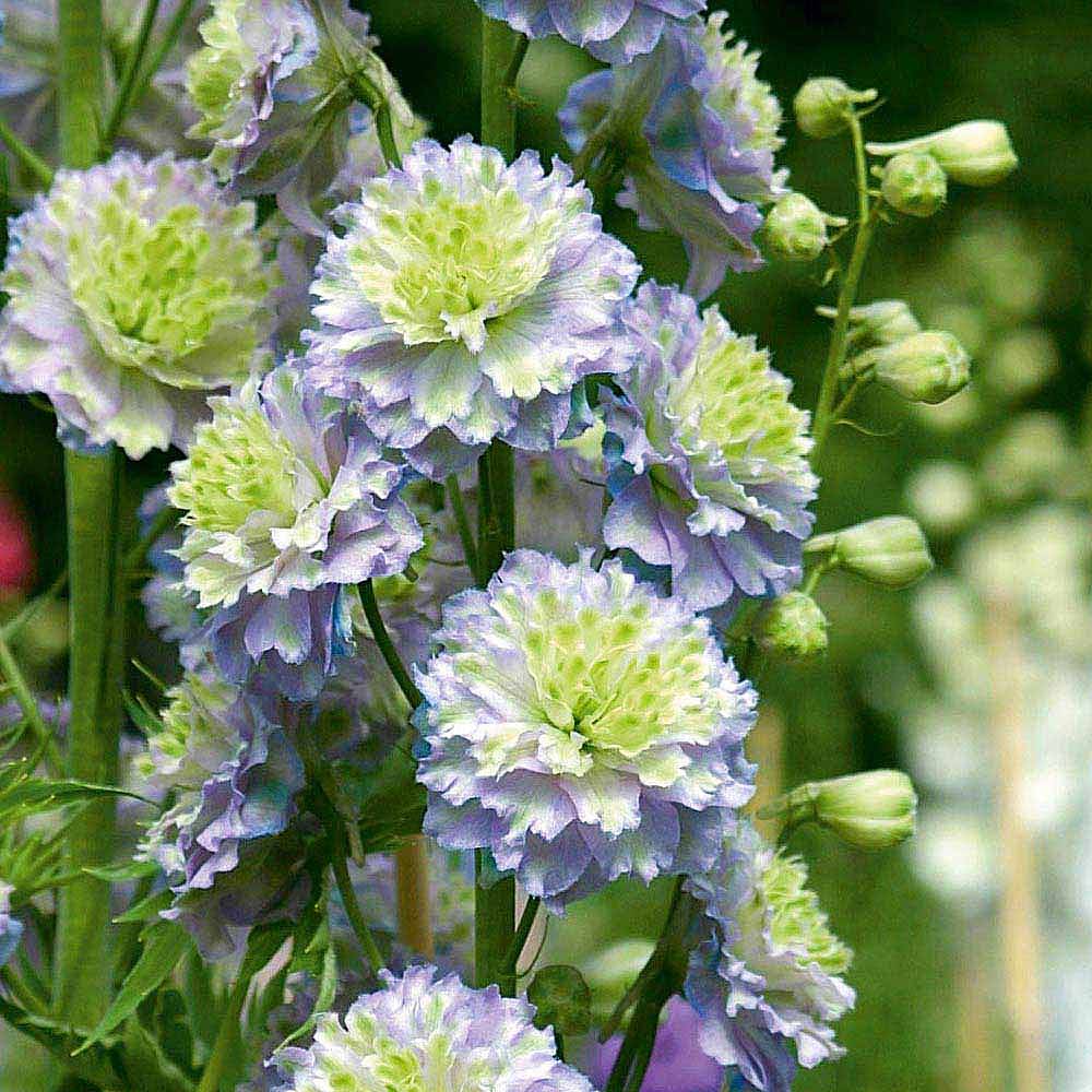 Delphinium 'Highlander Moonlight' | Van Meuwen