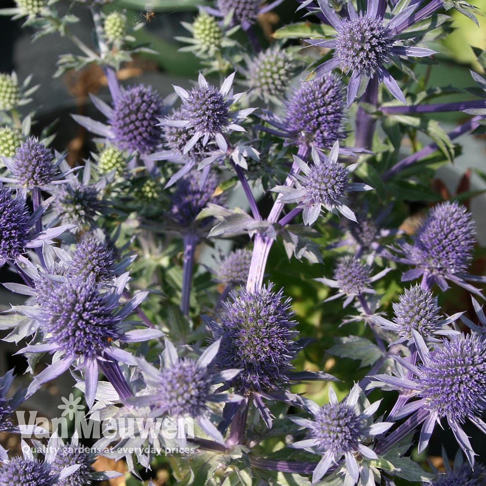 Eryngium planum 'Blue Hobbit' | Van Meuwen