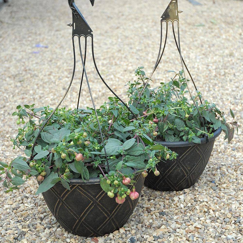 Fuchsia 'Trailing Mix' Preplanted Hanging Basket Van Meuwen