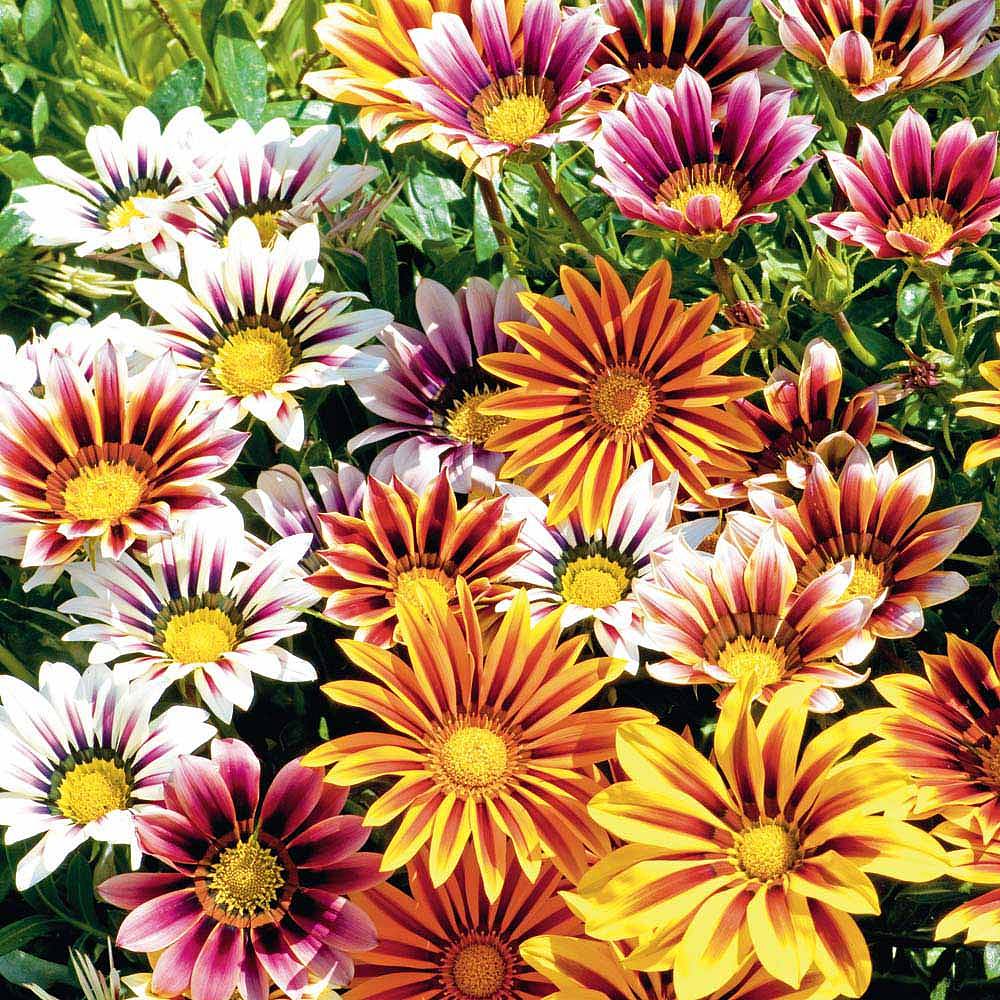 Gazania 'Stars In Stripes' | Van Meuwen