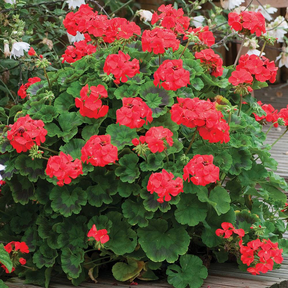 Geranium 'Maverick Red' | Van Meuwen