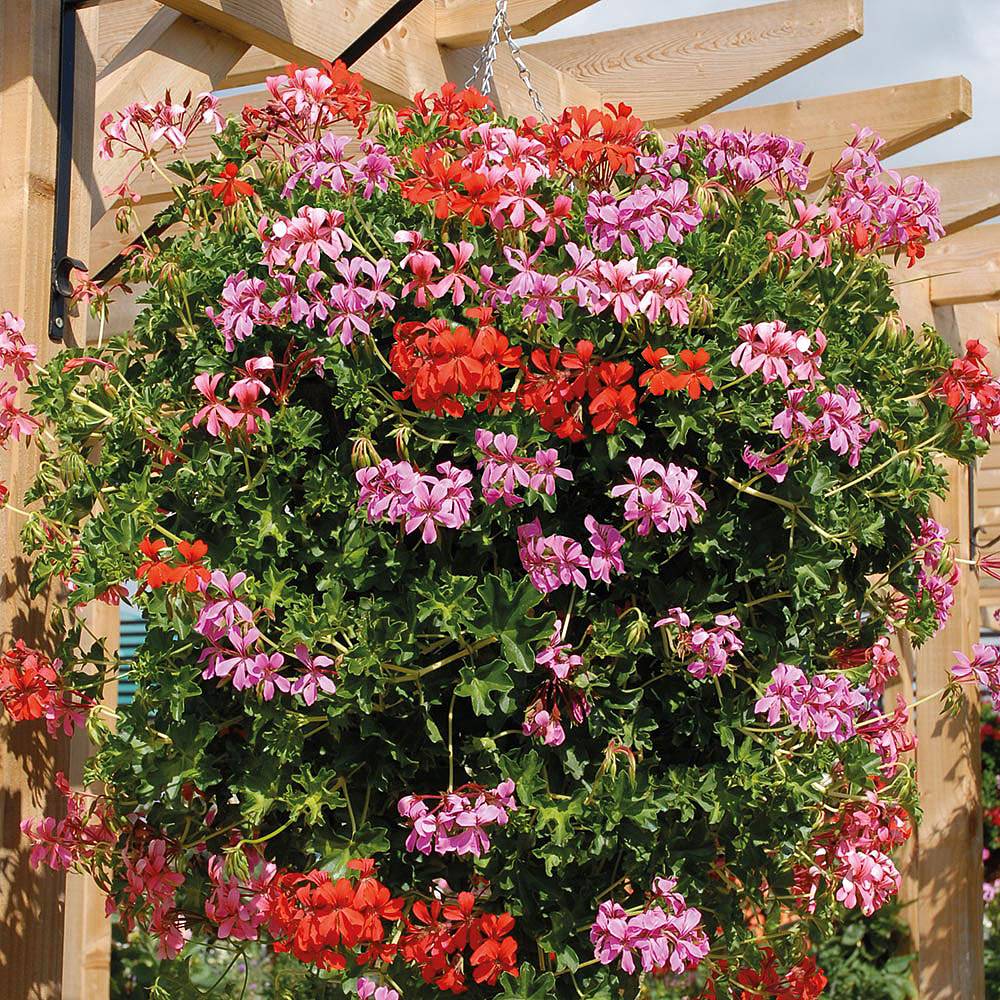 Geranium 'Trailing Supreme' Pre-planted Hanging Basket ...