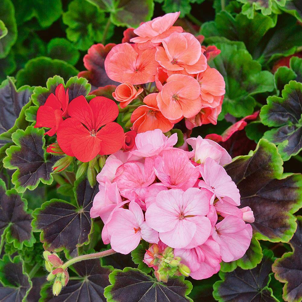 Geranium 'Black Velvet Mixed' Pre-planted Pot | Van Meuwen