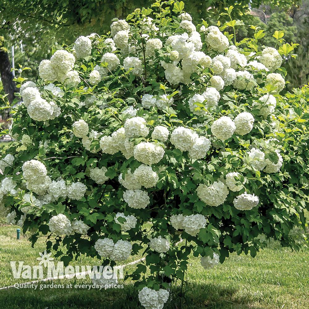 Guelder Rose (Hedging) | Van Meuwen