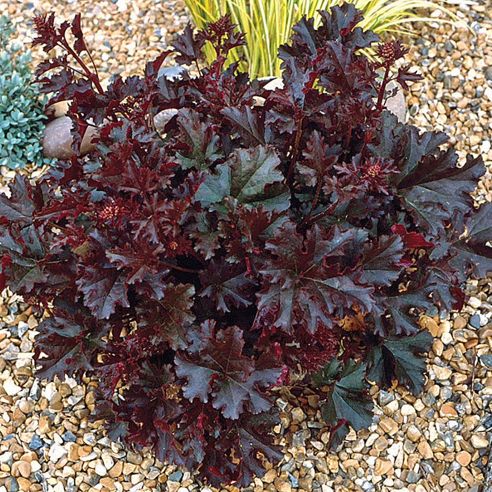 Heuchera 'Crimson Curls' | Van Meuwen