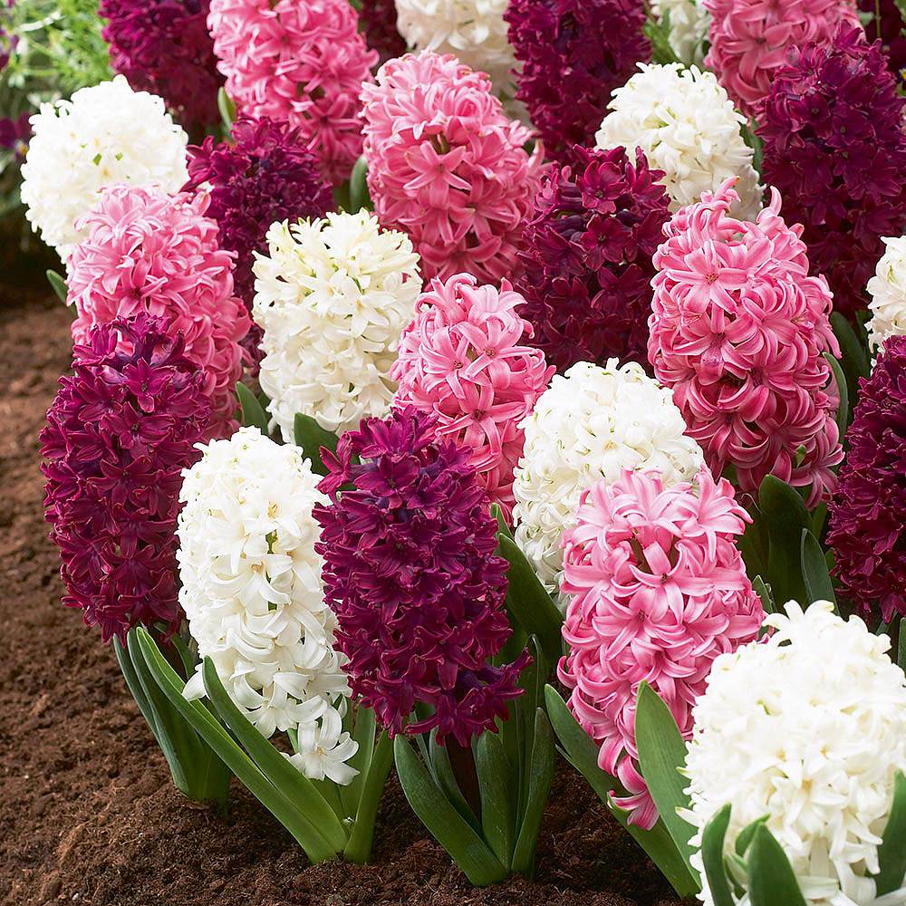 Hyacinth Berry Crush Van Meuwen 0365