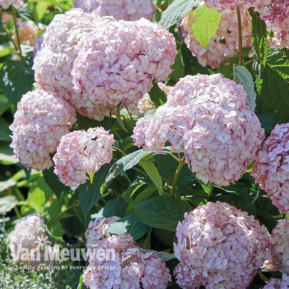 Hydrangea arborescens 'Candybelle® Bubblegum' | Van Meuwen