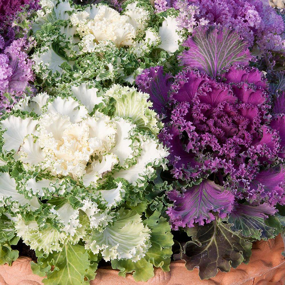 Ornamental Kale Northern Lights Fringed Mix Van Meuwen