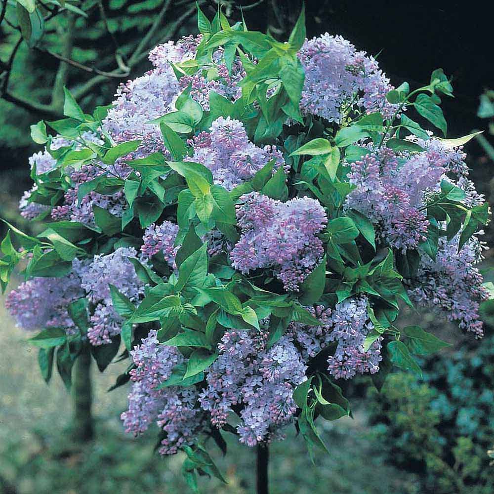 Lilac Dwarf Blue | Van Meuwen