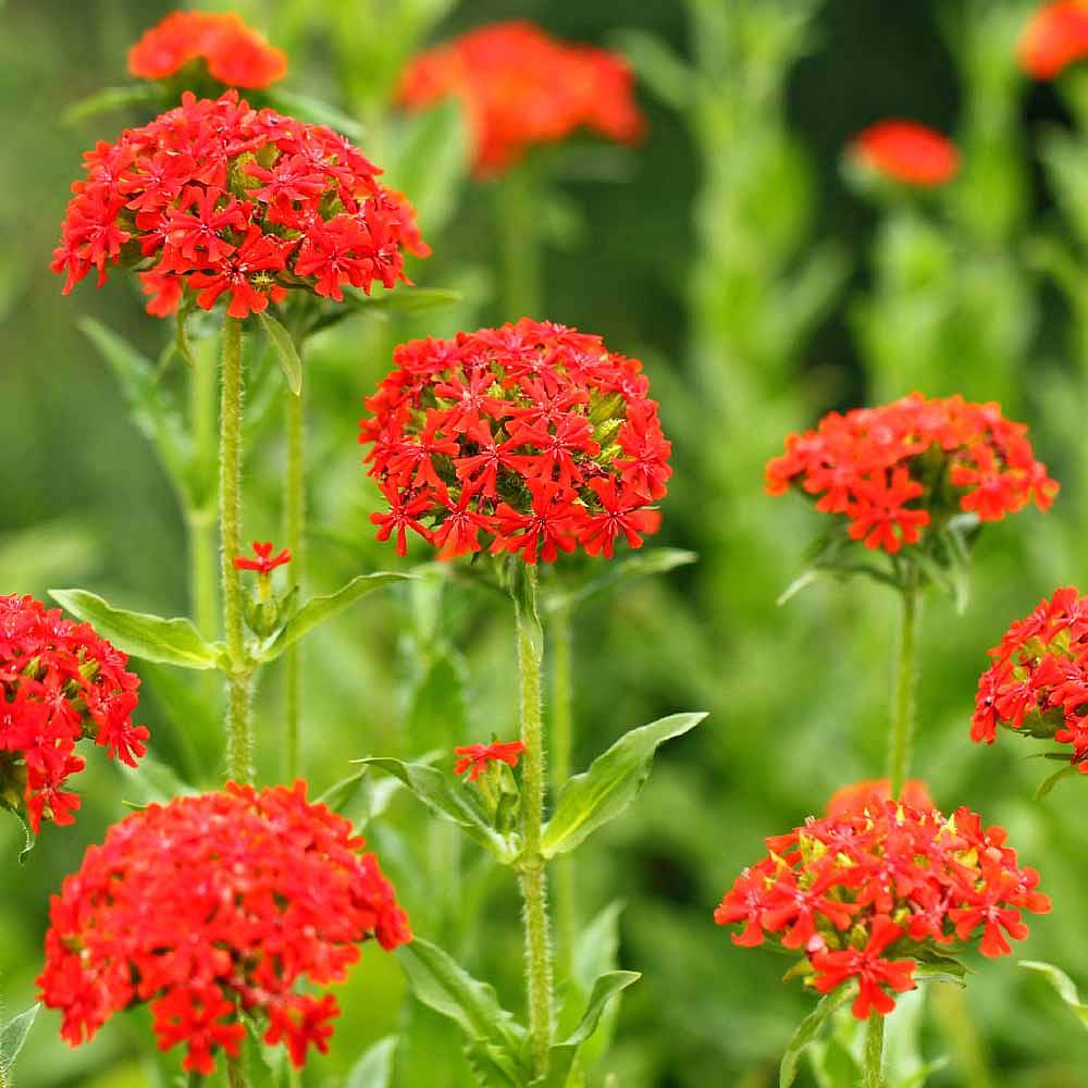 Lychnis chalcedonica | Van Meuwen