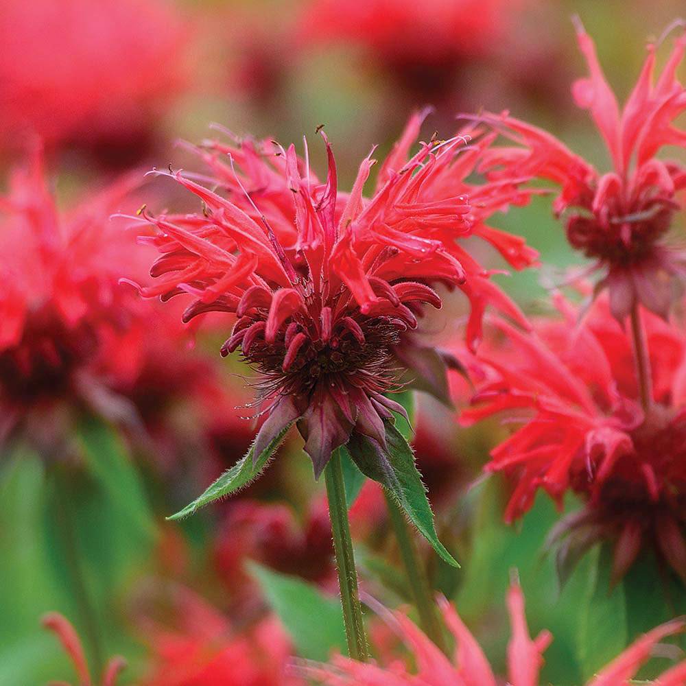 Monarda didyma 'Cranberry Lace' | Van Meuwen