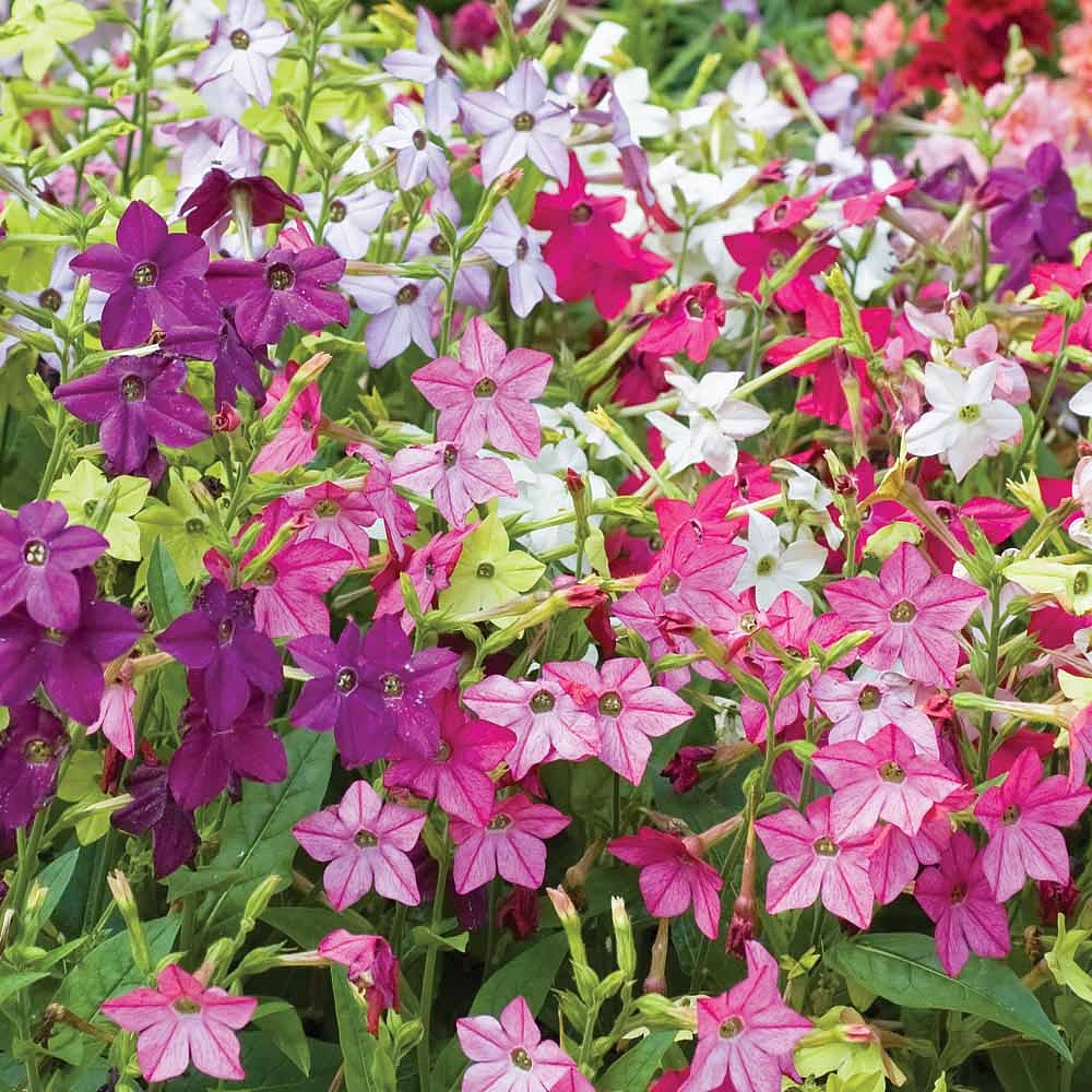 Nicotiana 'Eau de Cologne Mixed' | Van Meuwen