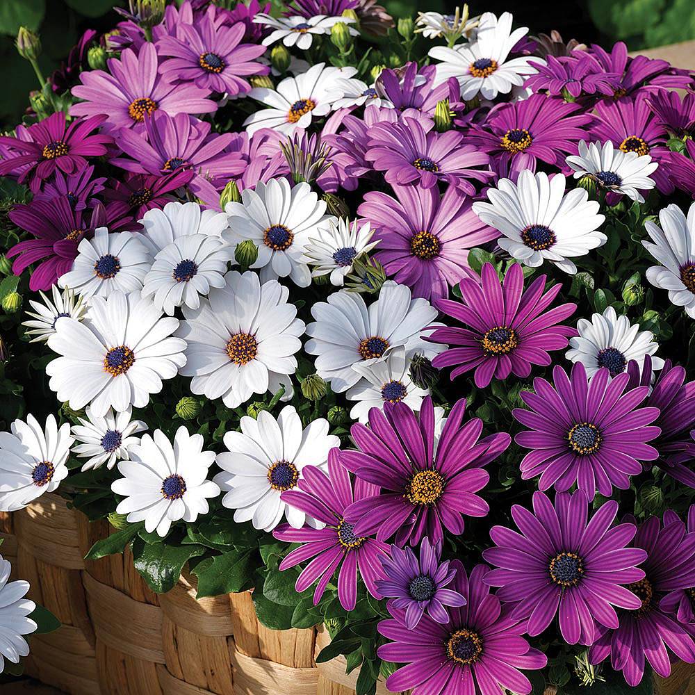 Osteospermum hybrida 'Passion Mixed' (Garden Ready) | Van Meuwen