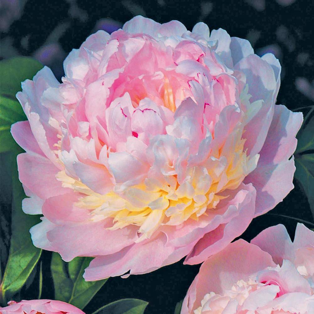 Peony 'Eden's Perfume' | Van Meuwen