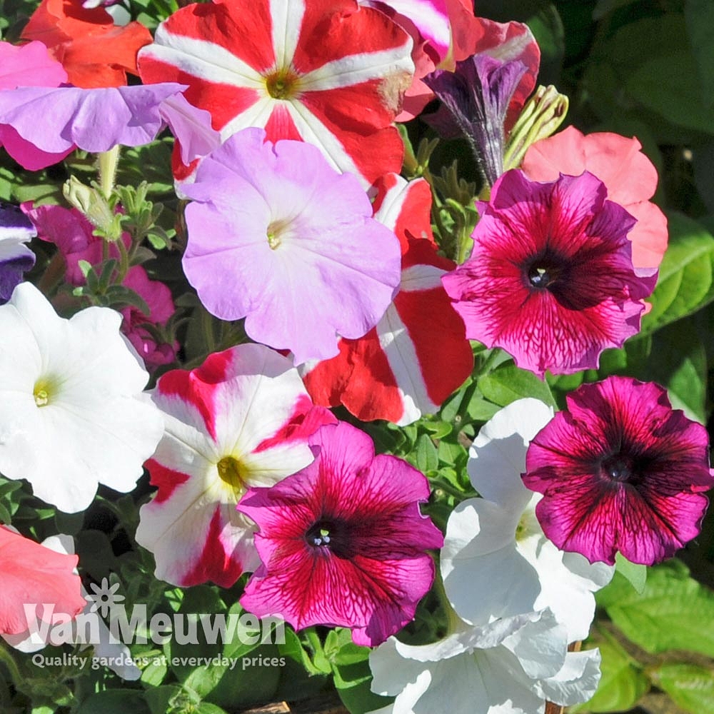 Petunia 'Frenzy Mixed' F1 Hybrid | Van Meuwen