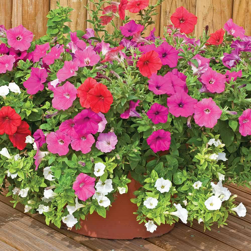 Petunia �Below Zero� Van Meuwen