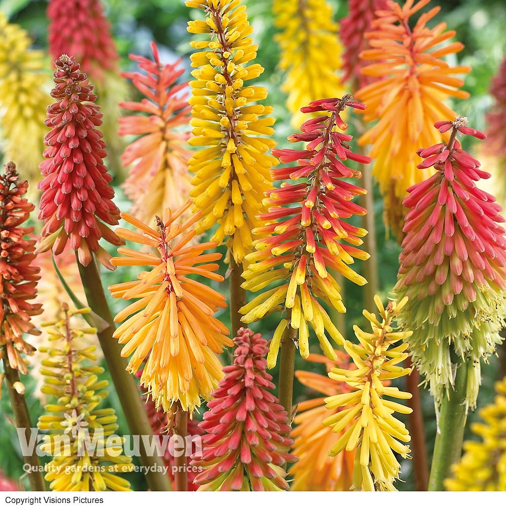 Red Hot Poker 