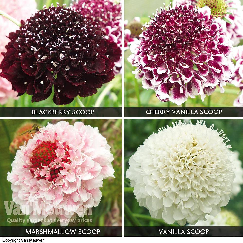 Scabious 'Scoop Collection' | Van Meuwen