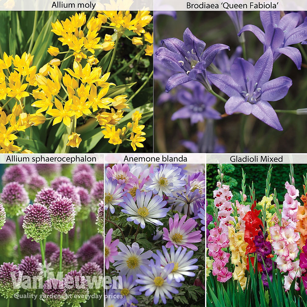 Summer Flowering Bulb Collection Van Meuwen 3939