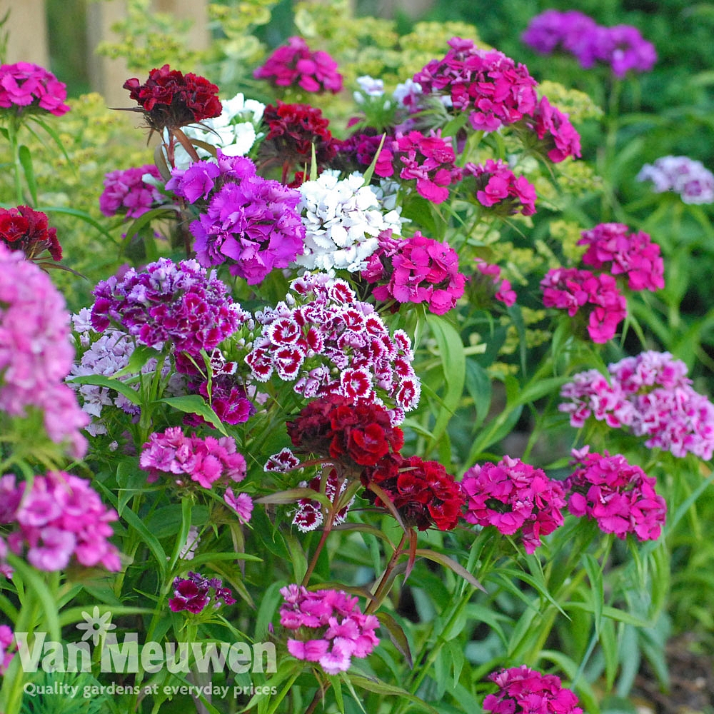 Sweet William 'Sweet Mix' | Van Meuwen