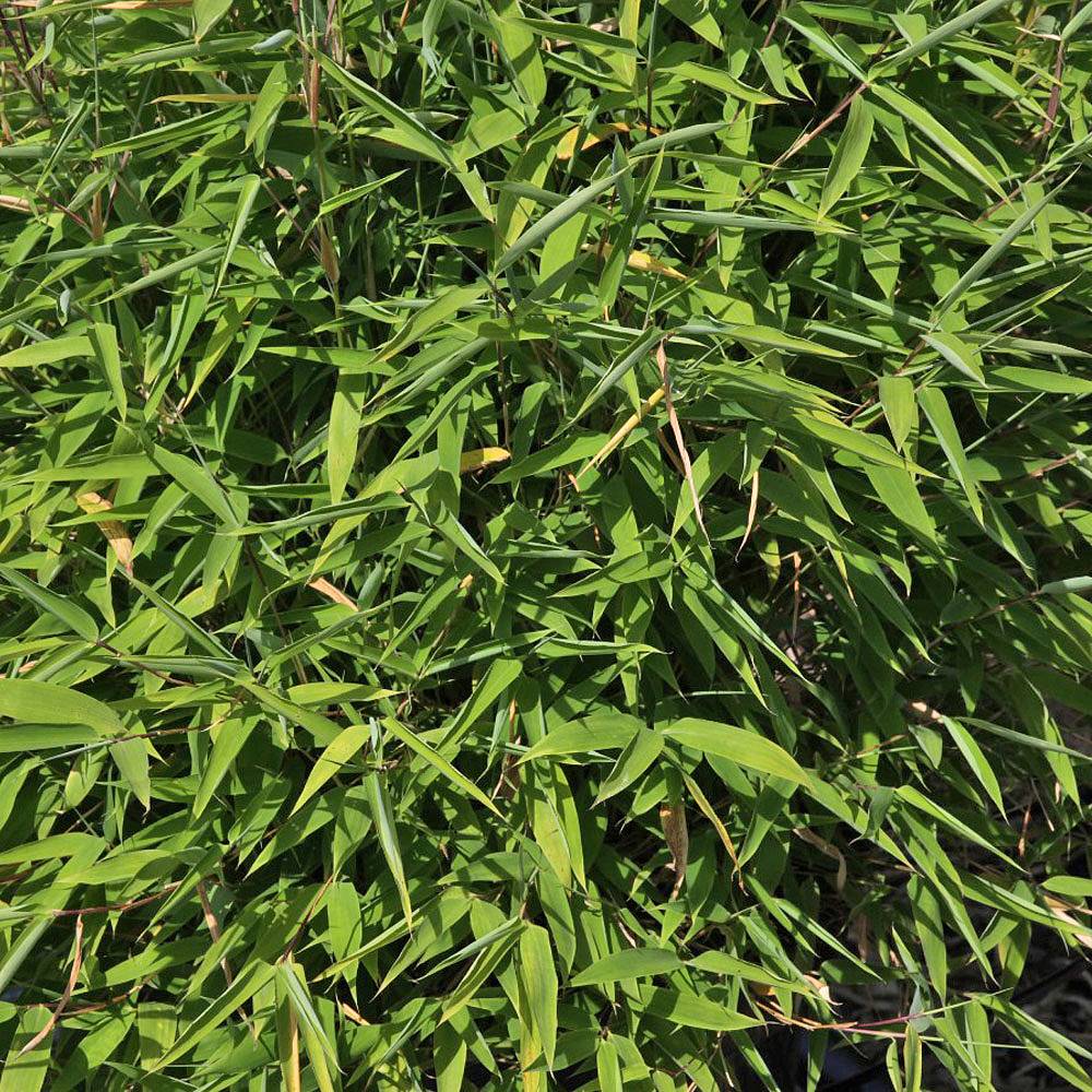 Umbrella Bamboo 