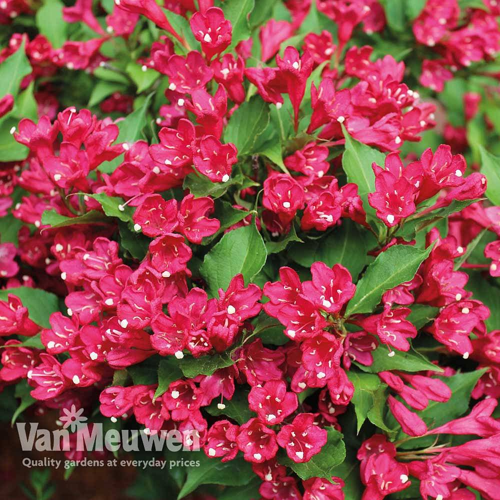 Weigela All Summer Red 'Slingco 1' | Van Meuwen