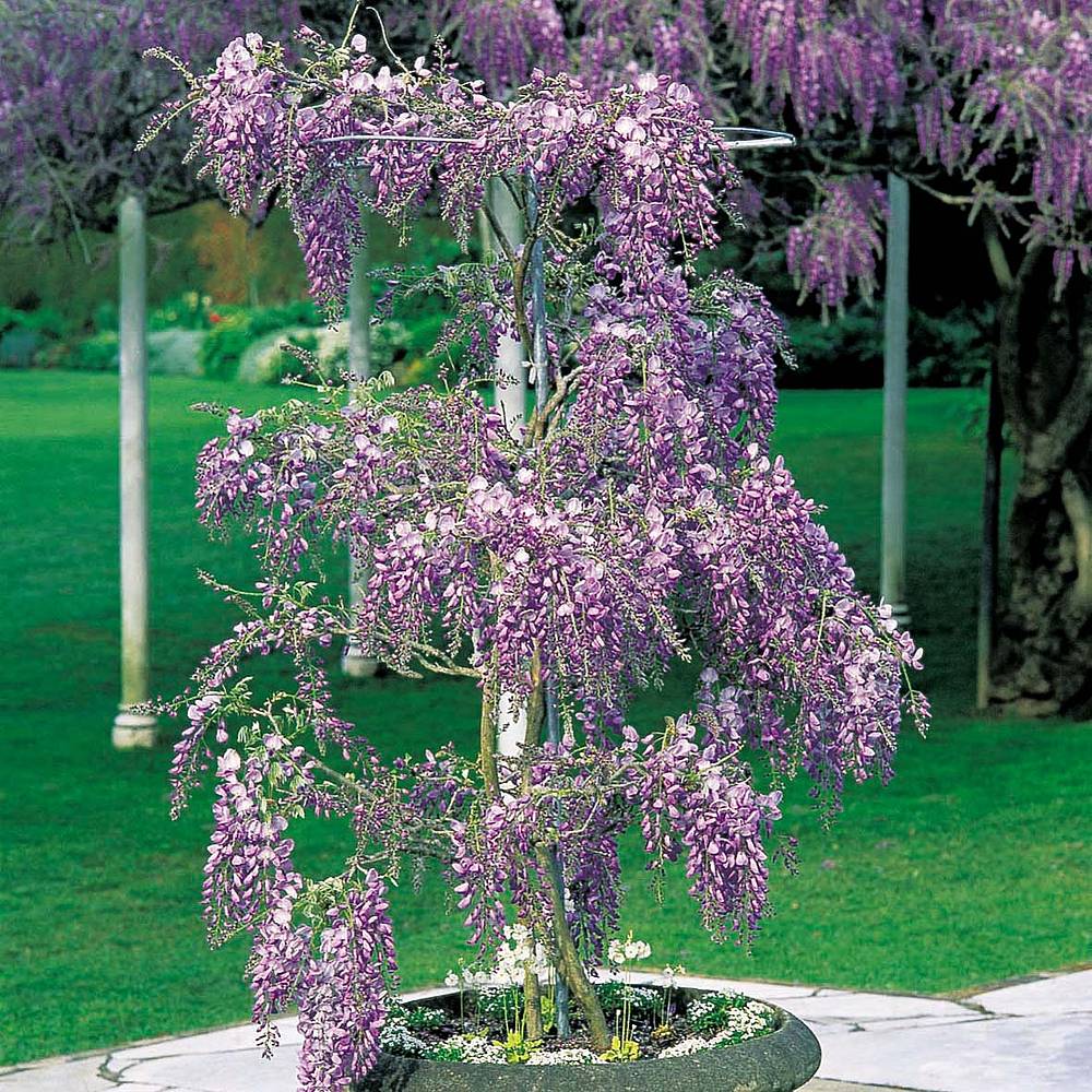 Premium Wisteria Standard with growing frame | Van Meuwen