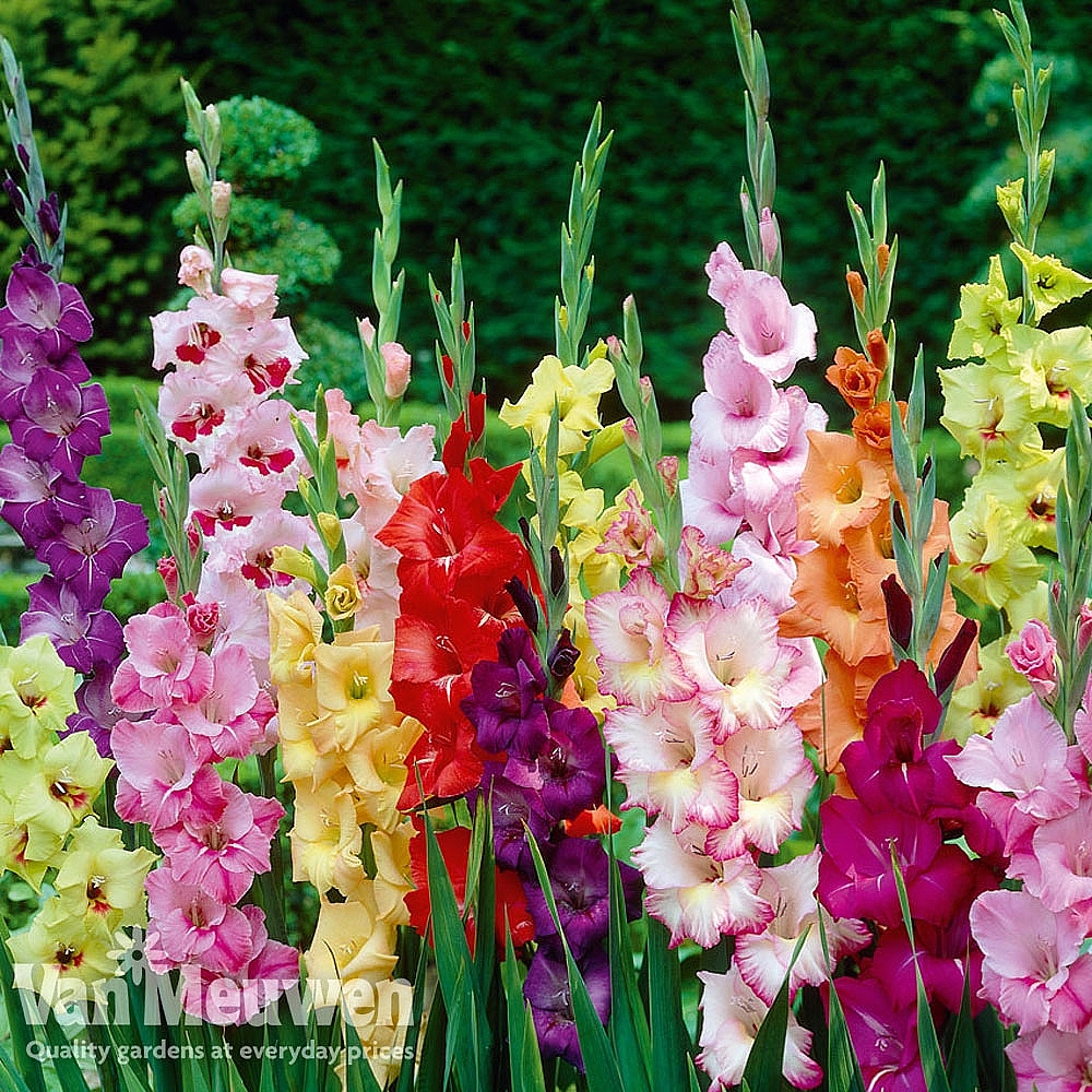 Summer Flowering Bulb Collection | Van Meuwen