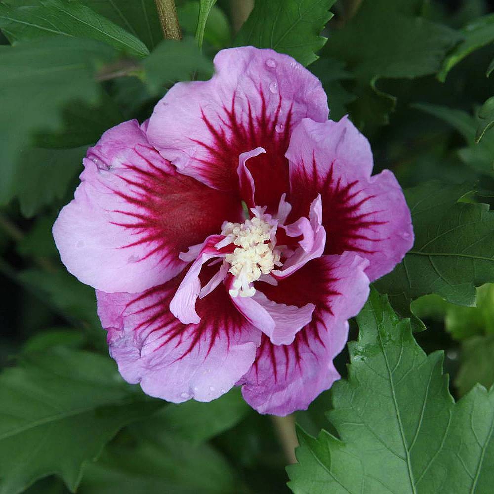 Hibiscus syriacus 'Purple Pillar' | Van Meuwen