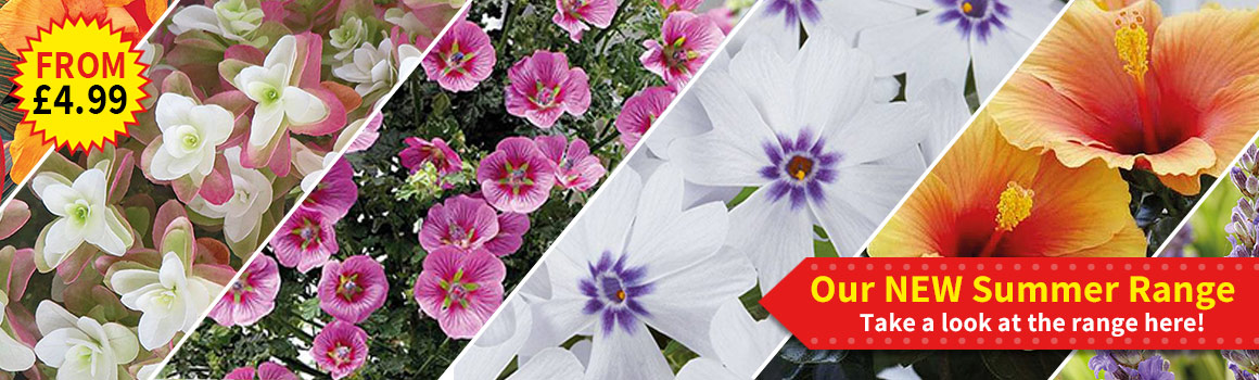 Van Meuwen | UK Garden Plant Suppliers