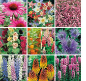 Bargain Perennial Collection