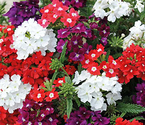 Special Offers on Flowers, Vegetables, Plants & Trees | Van Meuwen