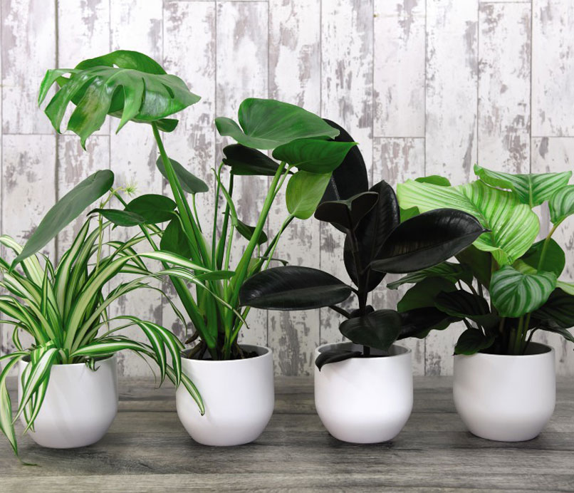 download best house plants for free