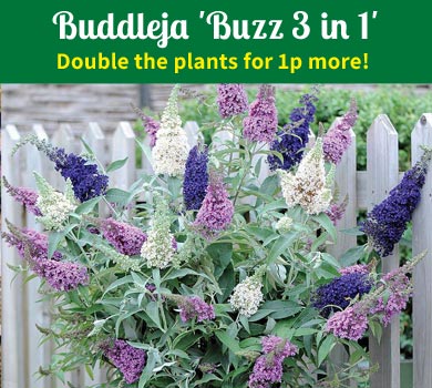 Special Offers on Flowers, Vegetables, Plants & Trees | Van Meuwen