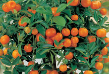 Cheap Citrus Trees For Sale Online - Buy a Citrus Tree UK | Van Meuwen