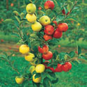 Save 10% on all Duo Fruit Trees