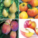 Save 10% on all Fruit Tree Collections