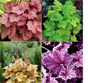 Half Price Heuchera Collection