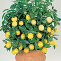 Save 10% on all Citrus Trees