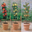 Save 10% on all Mini Fruit Trees