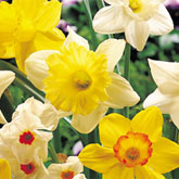 Plant bulbs now for a beautiful spring display